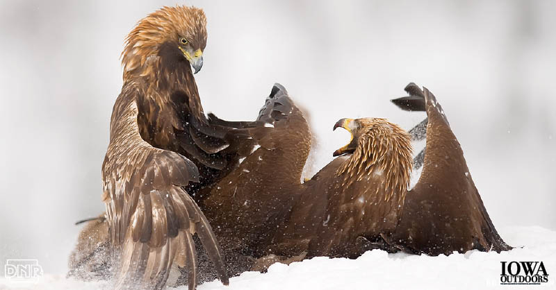 Once thought as wanderers from the Rocky Mountains and western states, research shows Iowa’s wintering golden eagles travel thousands of miles from the far, far north. | Iowa Outdoors Magazine